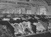 Ostrich Feathers at the Cutler Street Warehouses - photograph