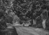 Burnham Beeches - photograph